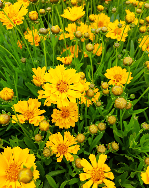 Coreopsis grandiflora `Jethro Tull`